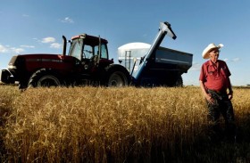 القمح ينخفض 3 % والذرة  تتراجع  مع إعلان ترامب وقف إطلاق النار