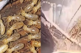 هل تسبب «النمل الأبيض» في انهيار منازل الأقصر؟