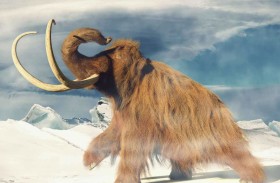 كشف هوية صادمة لبقايا «ماموث»