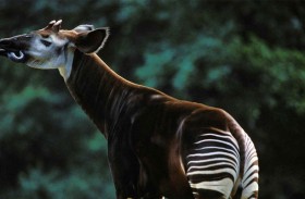 ولادة أول «زرافة غابة» في حدث نادر منذ قرن 