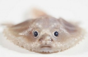 مخلوقات بحرية جديدة تُذهل العلماء بشبهها بالإنسان