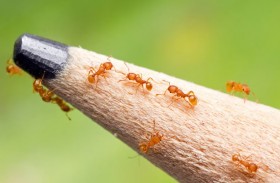 ظهور النملة الكهربائية يثير القلق