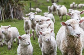 قطيع خراف جائعة تقتحم متجرا 