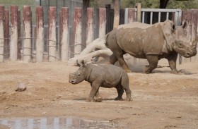 دبي سفاري بارك ترحّب بمواليد جديدة لاثنين من الحيوانات النادرة 