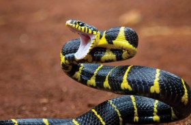 بول الثعبان قد يحمل مفتاح علاج حصى الكلى