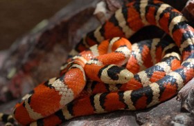 لماذا يمتلك ذكر الثعبان عضوين تناسليين؟