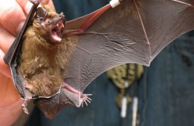 الولايات المتحدة تحذر الباحثين من دراسة الخفافيش