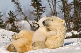 صغار الدب القطبي تحتضن أمها في الثلج 