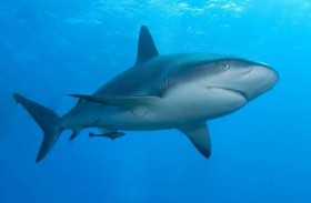 زيادة أسماك القرش في المياه قرب الشواطئ المزدحمة