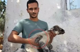 نعجة تنجب حملاً بـ5 أرجل 