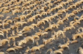 مسؤول بالآثار المصرية يكشف تفاصيل كنز «رؤوس الكباش المحنطة»