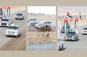 منافسات حماسية لسن الإيذاع في ختام مهرجان الظفرة الرابع للهجن 