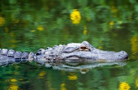 نجاة مذهلة لتمساح بعد إصابته برصاصة ورمح 