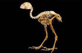 مصر.. طالبة تعثر على عظام طائر عمرها 40 مليون عام