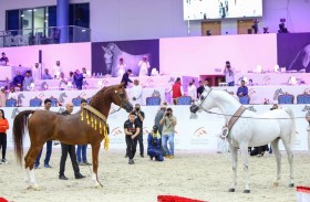 اليوم.. انطلاق مهرجان الشارقة الدولي الـ 23 للجواد العربي