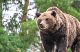 لحظات رعب .. دب يهاجم مساراً للتنزه 