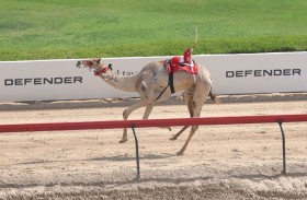مهرجان ختامي المرموم 2026 يعزز ريادته بأرقام قياسية ومشاركة كبيرة