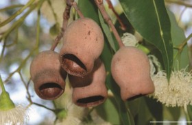 جامعة نيويورك أبوظبي تنجز دراسة بحثية لتطوير مواد مبتكرة مقاومة للصدمات