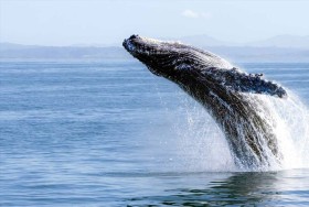 زوجان يلتقيان بحوت أحدب أثناء التجديف