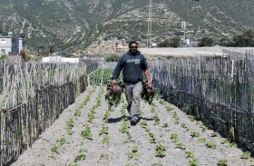نظام زراعي فريد في العالم: البحر يسقي الخضراوات إزاء شح المياه في تونس 