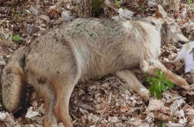 مذبحة ذئاب في إيطاليا