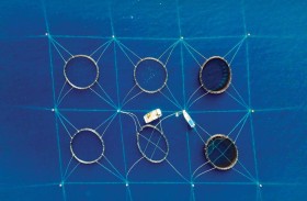 بيئة أبوظبي تطلق مشروعاً لاستزراع الأحياء المائية في أقفاص بحرية