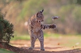 وشق يلهو بفريسة تفوز بجائزة الجمهور 