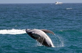 الحرارة تقلص حجم الحيتان الرمادية 