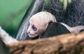 قرد أبيض نادر يشغل اهتمام العلماء 