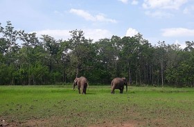 فيلان مقيّدان بالسلاسل يثيران تأثراً في فيتنام 