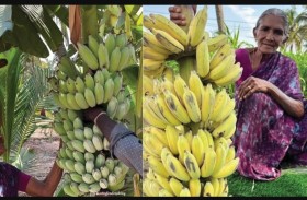 جدة هندية تثير الجدل بـ «فيديو إنضاج الموز»