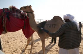 مهرجان الظفرة يبدأ «ترصيص الإبل» 16 أكتوبر الجاري