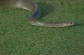 ثعبان يتسبب بإيقاف مباراة كريكيت