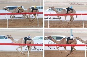 منافسات اللقايا تصل مراحلها الحاسمة في التمهيدي الثالث لمهرجان العين للهجن 2026 