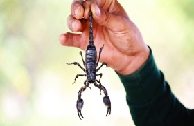 حظها سيء.. عقرب يلدغ سيدة في الجو