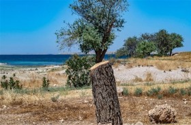 قطع الأشجار يهدّد مساحات حرجية واسعة في سوريا 