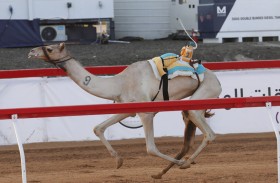 منافسة قوية للحول والزمول في نهائيات مهرجان العين لسباقات الهجن 2025 بميدان الروضة