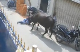 بقرة غاضبة تدهس طفلة بشراسة