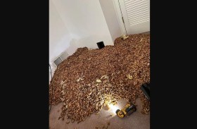 نقار الخشب يدمر منزل عائلة 