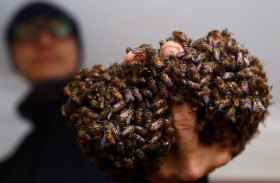 رجل ينقذ 6 ملايين نحلة بيدين عاريتين في سنغافورة 