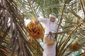 «من محاضر ليوا إلى واحات العين».. مسابقات تعزز جودة الإنتاج وتصون الموروث الزراعي في موسم الرطب