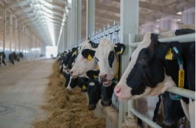 فعالية الأبقار والدواجن ضمن مهرجان الثروة الحيوانية بأبوظبي تنطلق اليوم