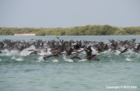 شبكة زايد للمحميات الطبيعية في أبوظبي.. بيئة نموذجية لحماية التنوع البيولوجي واستدامة التراث الطبيعي