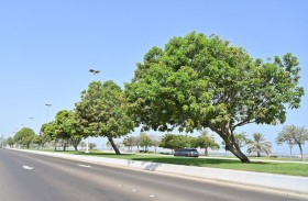 بلدية مدينة أبوظبي تزرع 10 آلاف شجرة مزهرة ومثمرة بالطرق الرئيسية في جزيرة أبوظبي