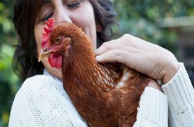 توصية طبية : توقفوا عن تقبيل الدجاج