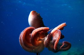 اكتشاف مذهل حول طريقة تزاوج الأخطبوط في الظلام