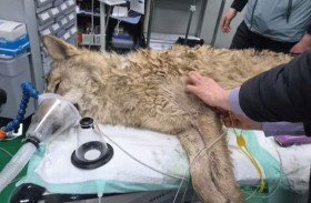 كوريا الجنوبية تعتقل الذئب الهارب 