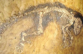 اكتشاف أحافير ديناصورات في الصين