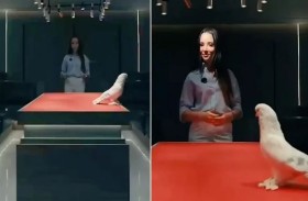 حمامة تُشعل مزاداً بسعر ضخم