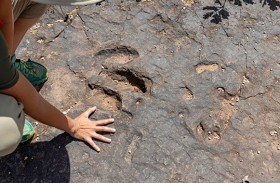 اكتشاف آثار أقدام ديناصورات قد تكون الأكبر في العالم 